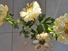 001 - Pfingstrose Tag 6